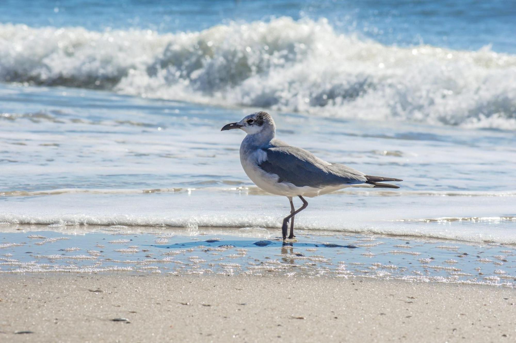 Direct Gulf Views With Deeded Access Gulf Shores