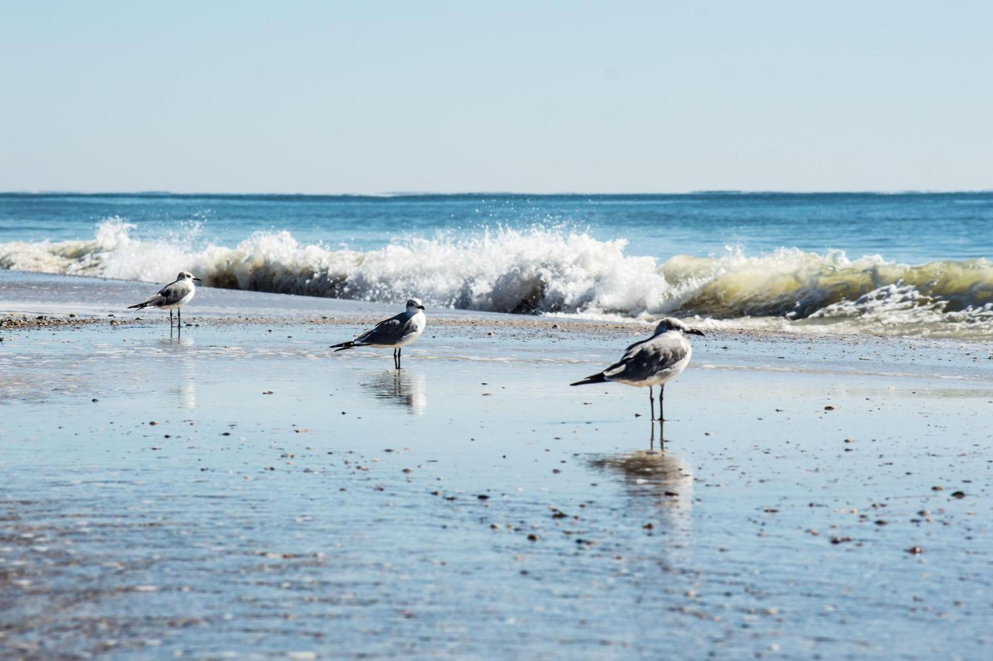 Direct Gulf Views With Deeded Access * Gulf Shores